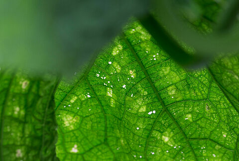 Leaf damage caused by Impatiens thrips Echinothrips americanus