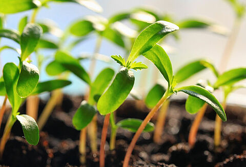 Protect Young Plants Now with Bacilirid™ and Isarid™