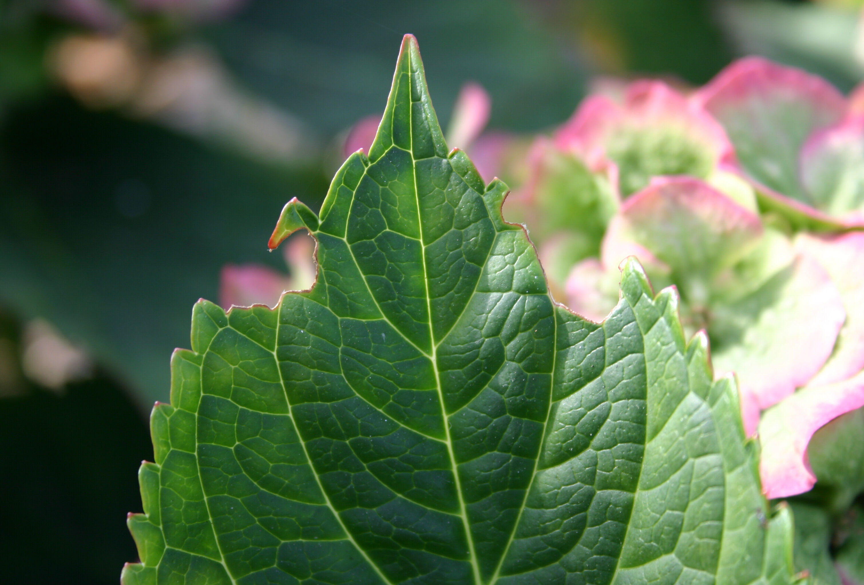 Combating Vine Weevil Successfully