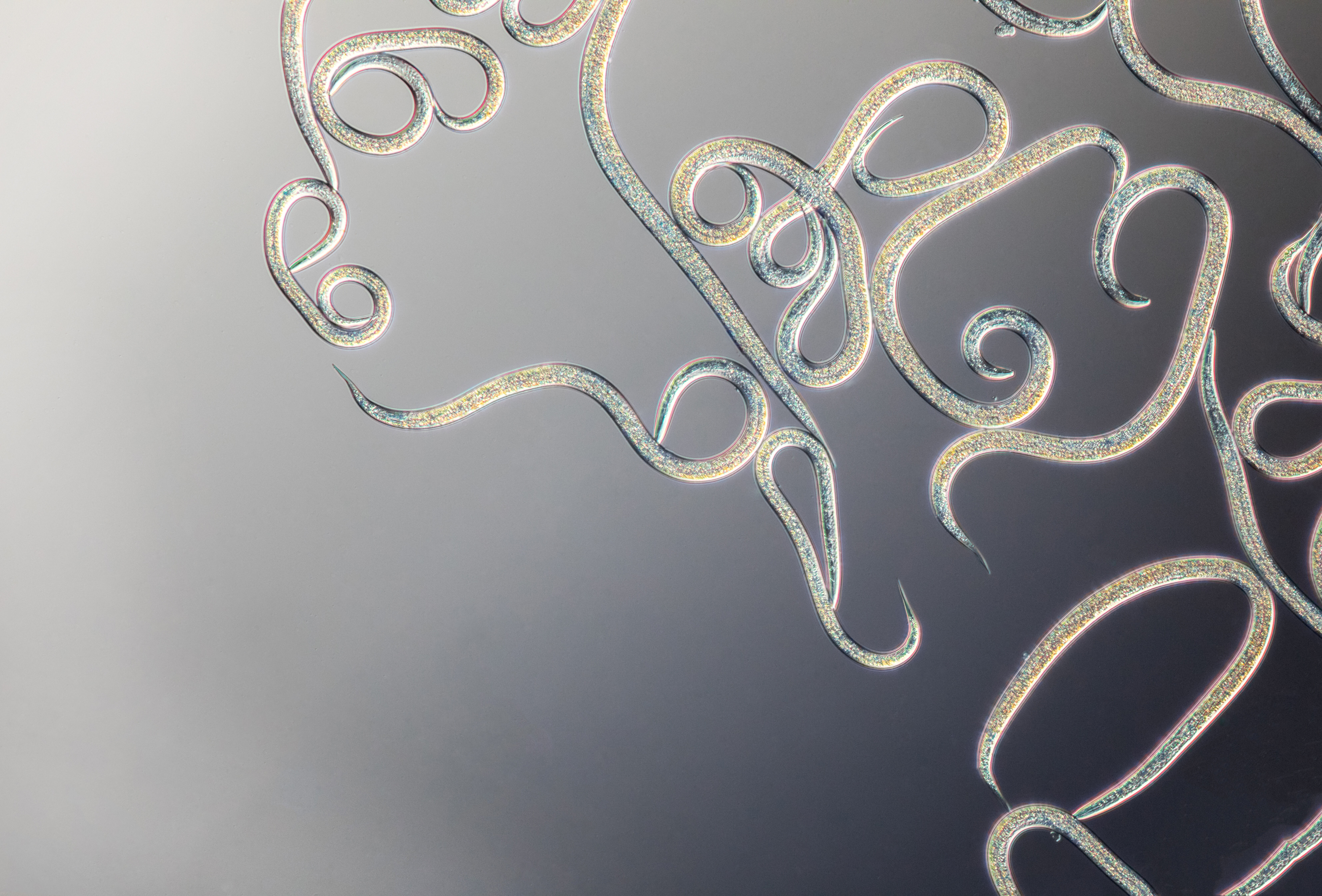 Entonem for Effective Control of Thrips in Ornamentals