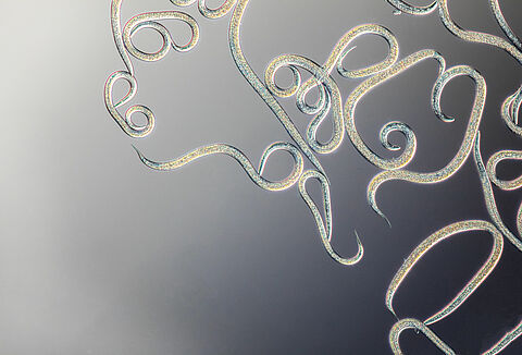 Entonem for Effective Control of Thrips in Ornamentals