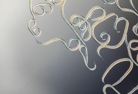 FAQ Beneficial Nematodes