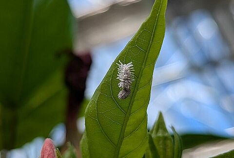 Got Mealybugs? Here’s The Solution.