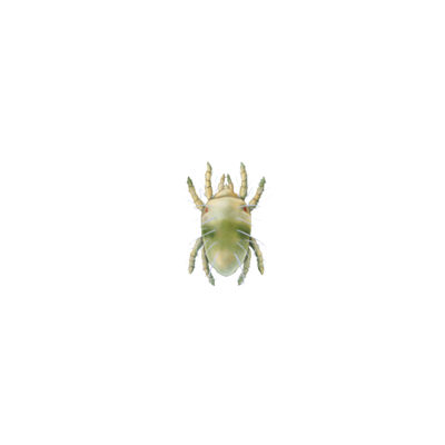 Tetranychus urticae protonymph