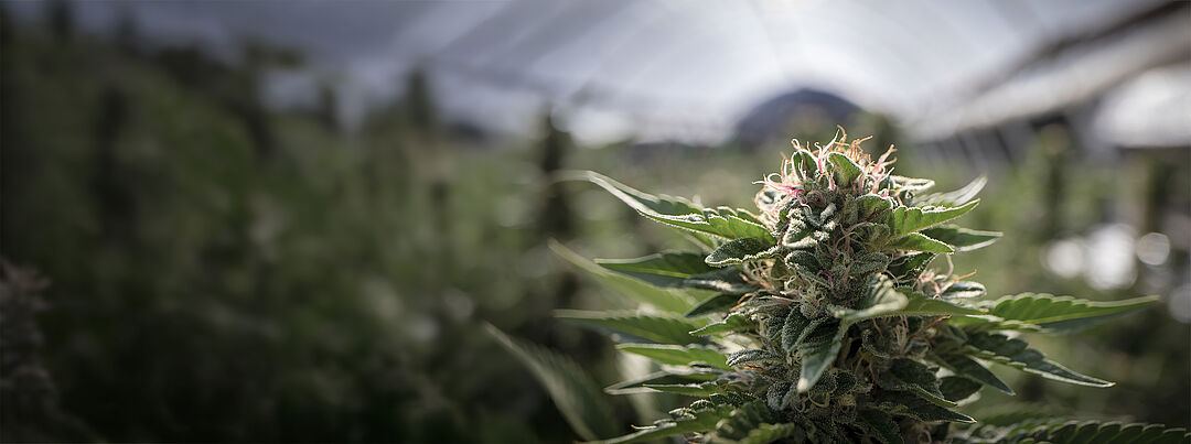 Cannabis - Pests, Diseases and Biological Control