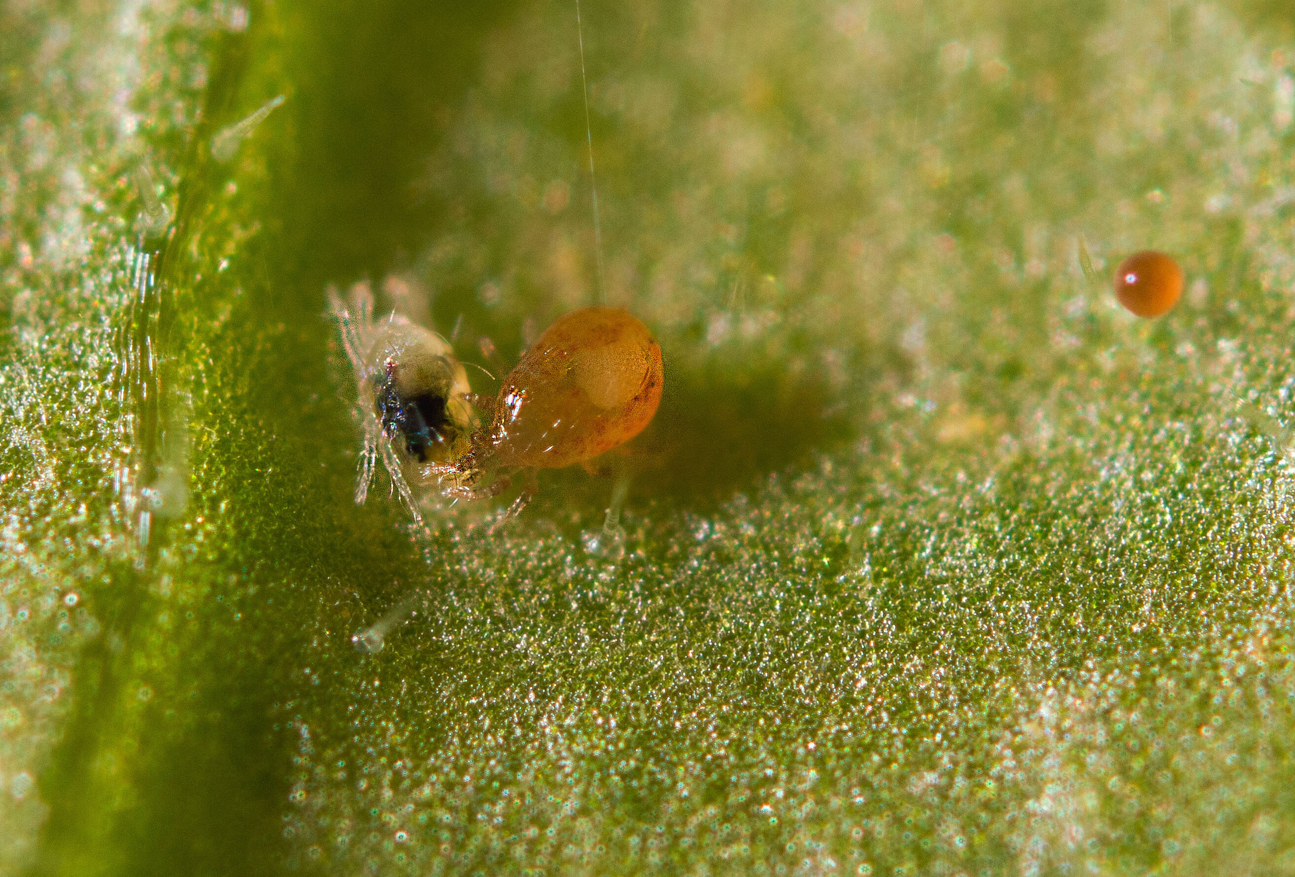 Ten facts about Spical