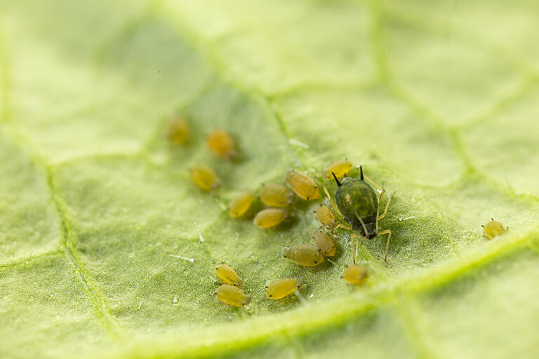Cotton aphid Aphis gossypii on leaf