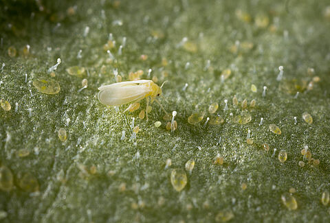 Tobacco whitelfy Bemisia tabaci infestation on leaf