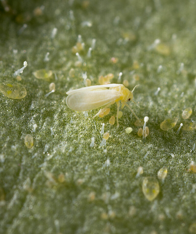 Tobacco whitelfy Bemisia tabaci infestation on leaf