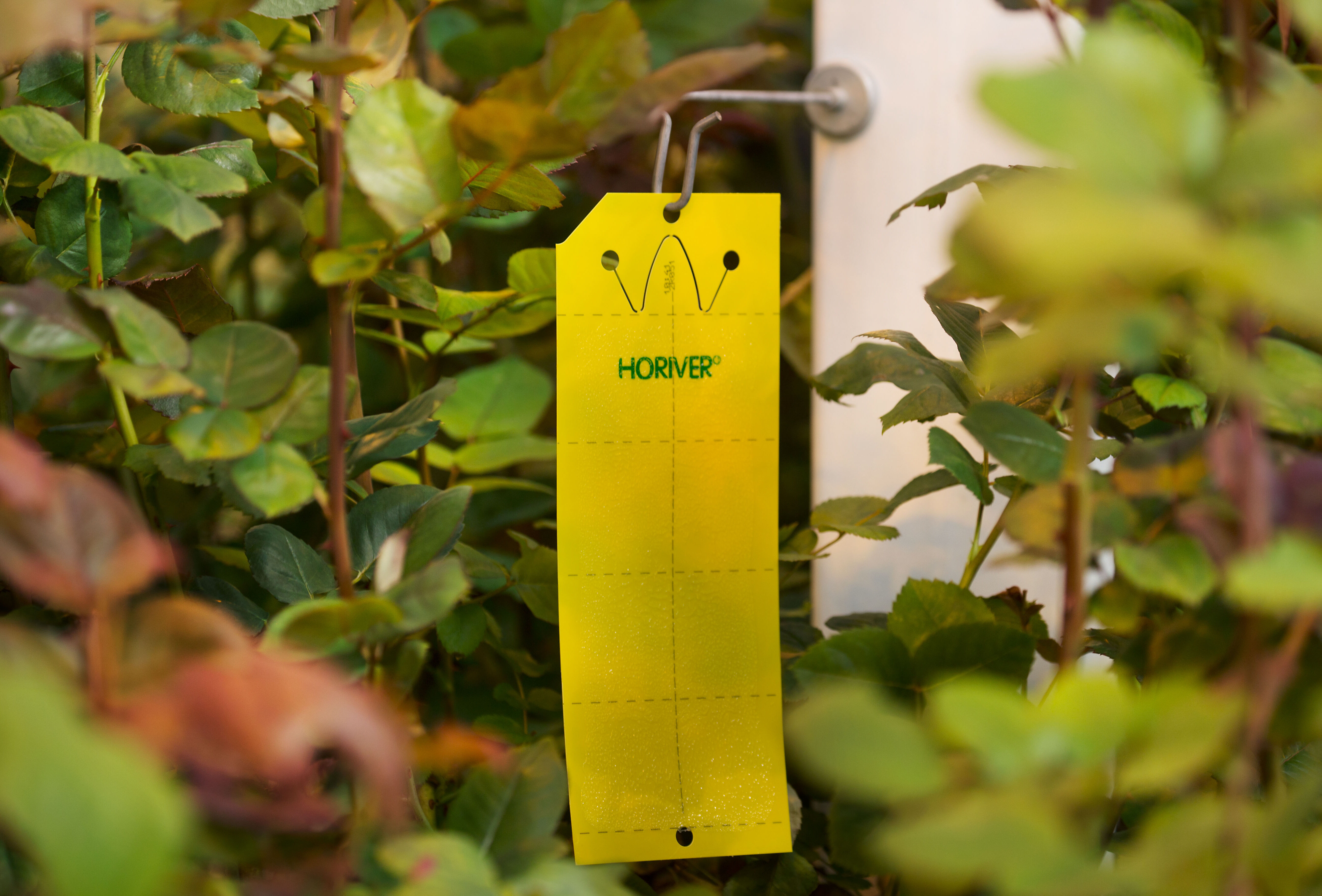 Show Whitefly a Yellow Card