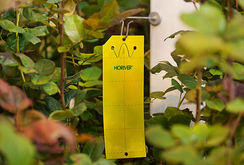 Show Whitefly a Yellow Card