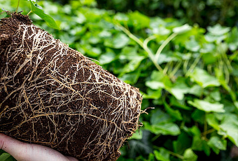 IPM: The Answer to the Challenges of the Future