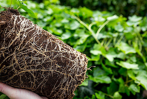 IPM: The Answer to the Challenges of the Future