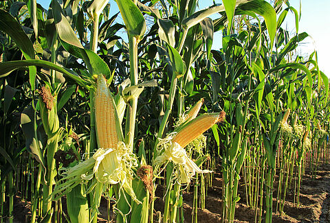 Bayer's New 7.5 Acre Corn Breeding Greenhouse