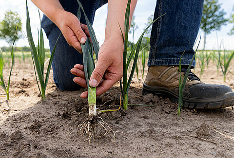 International Day of Plant Health: Protecting plant health with sustainable solutions