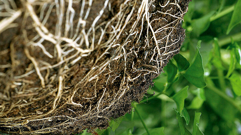 Tree_cultivation2.jpg