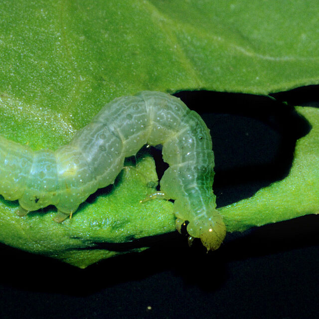 Caterpillar of Silver-Y moth Autographa gamma damaging leaf