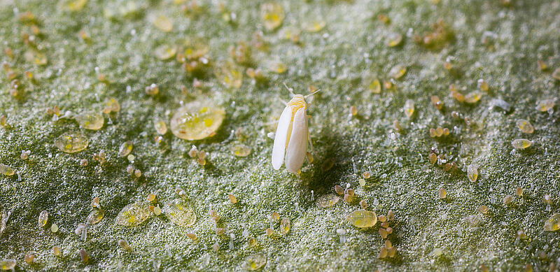 Tobacco whitelfy Bemisia tabaci infestation on leaf