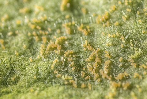 The Spread of Whitefly