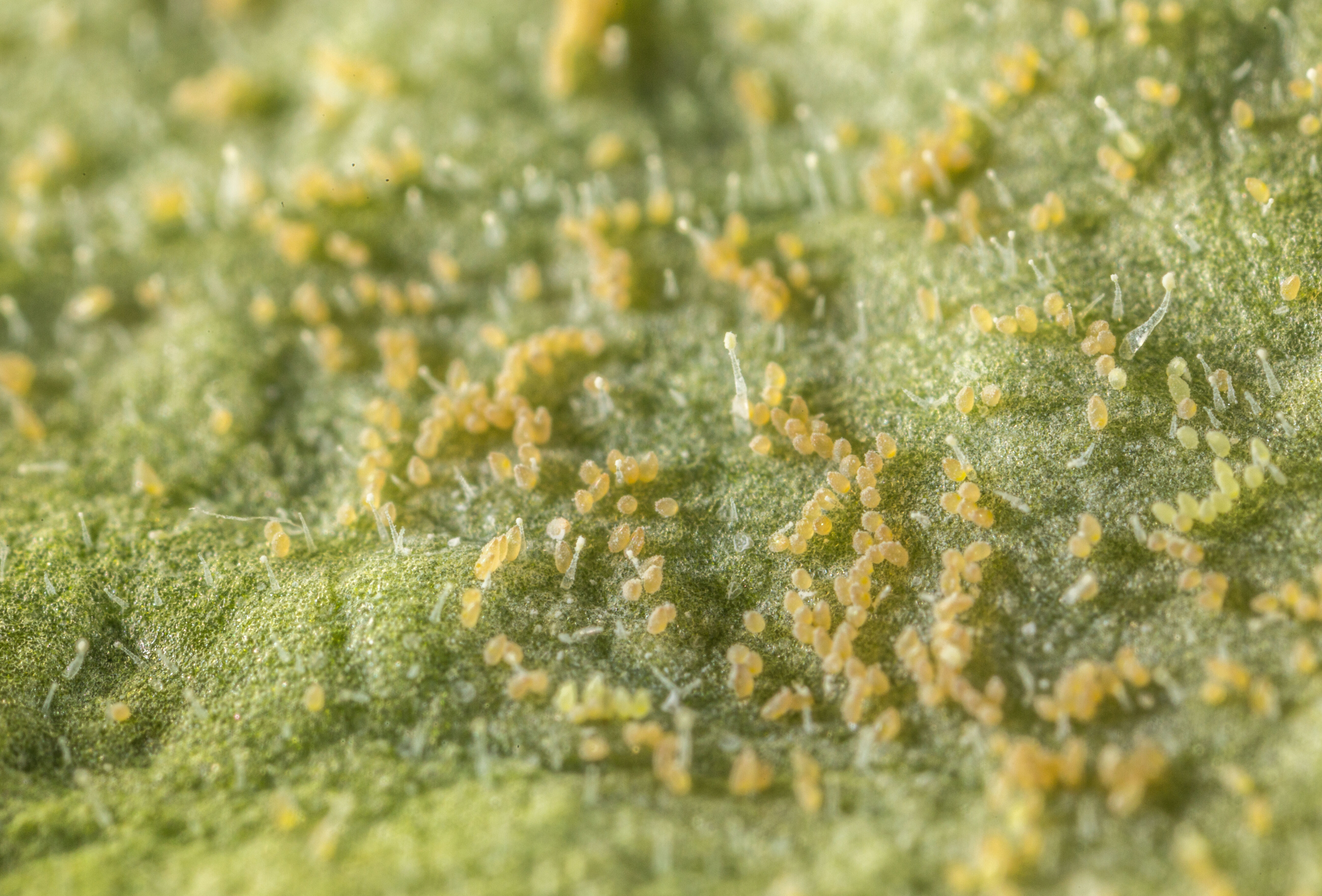 The Spread of Whitefly