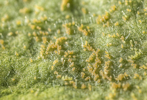 The Spread of Whitefly