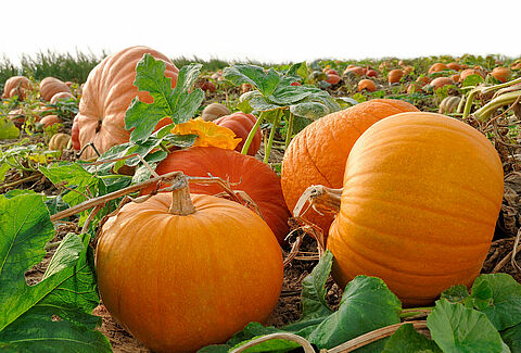 Pumpkin, squash and gourd