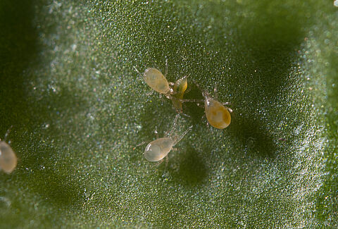 Swirskii Predatory Mite Not All That Demanding