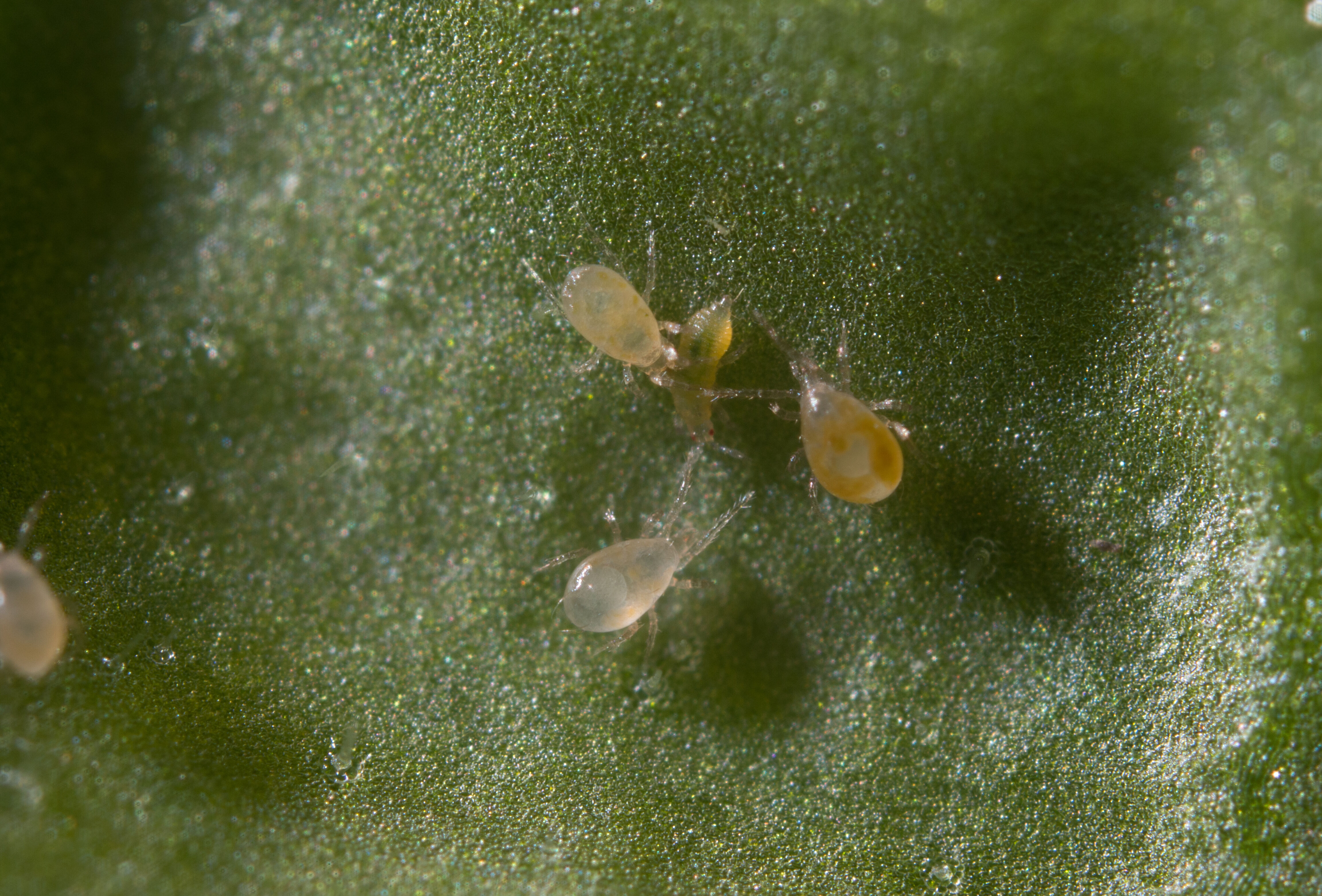 Swirskii Predatory Mite Not All That Demanding