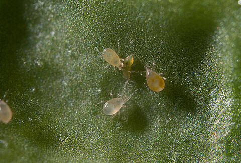 Swirskii Predatory Mite Not All That Demanding