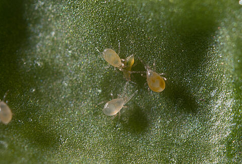 Swirskii Predatory Mite Not All That Demanding