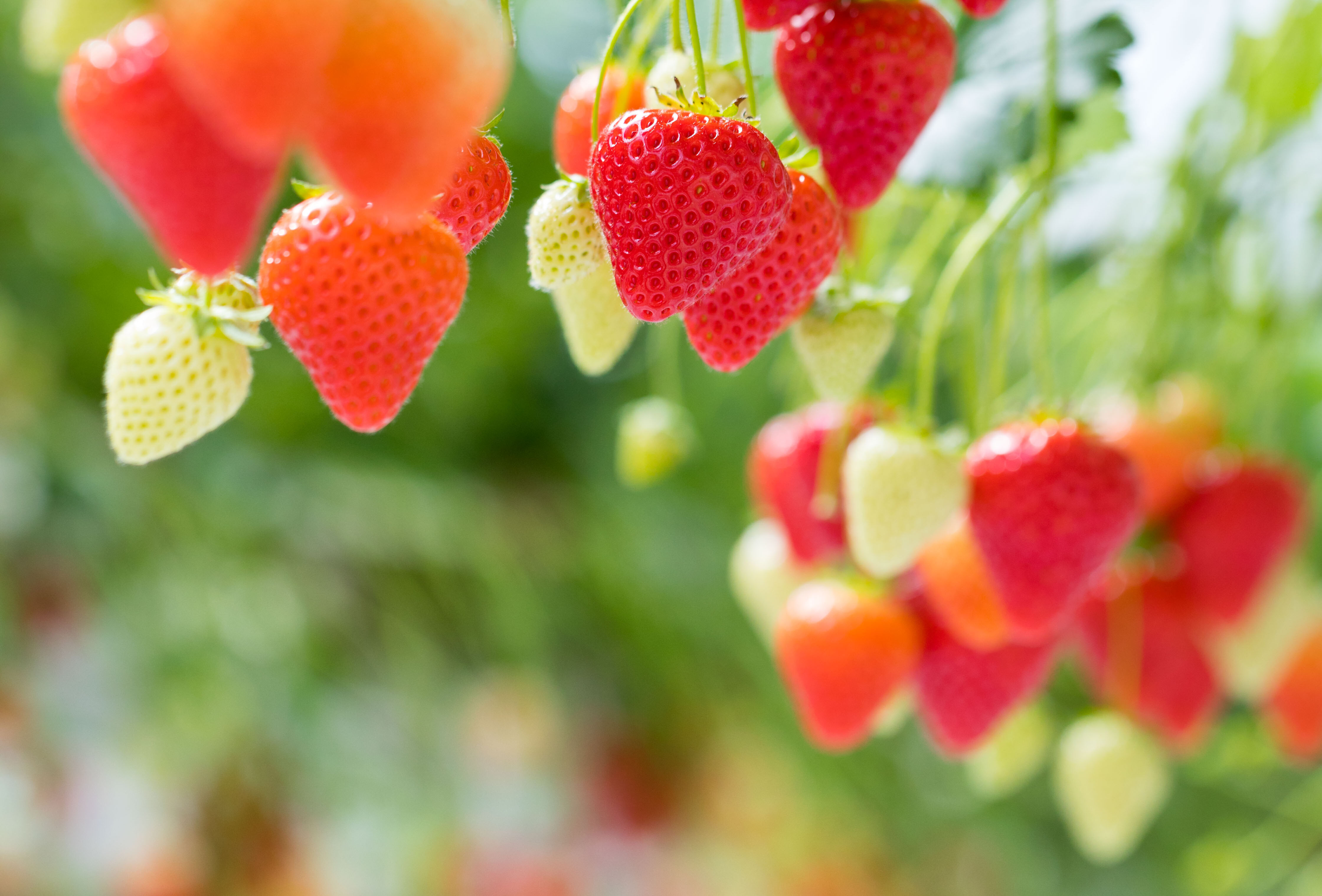Top Reasons to Use Biological Control in Berries