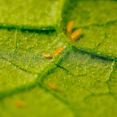 Transeius montdorensis