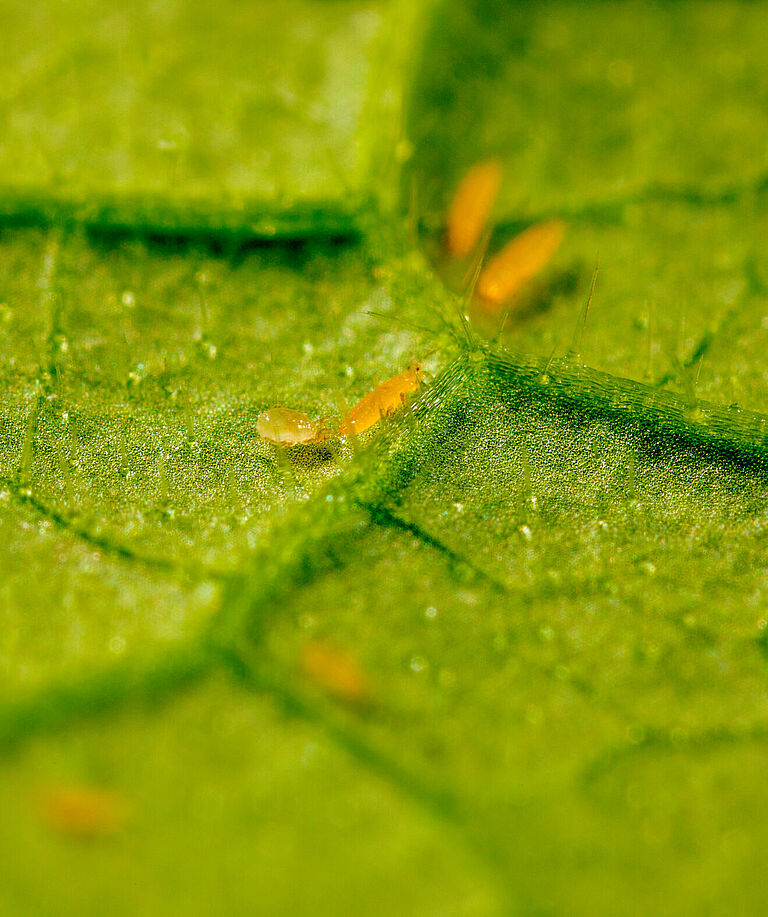 Transeius montdorensis