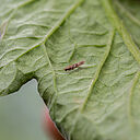 Adult of the Tomato leafminer Tuta absoluta