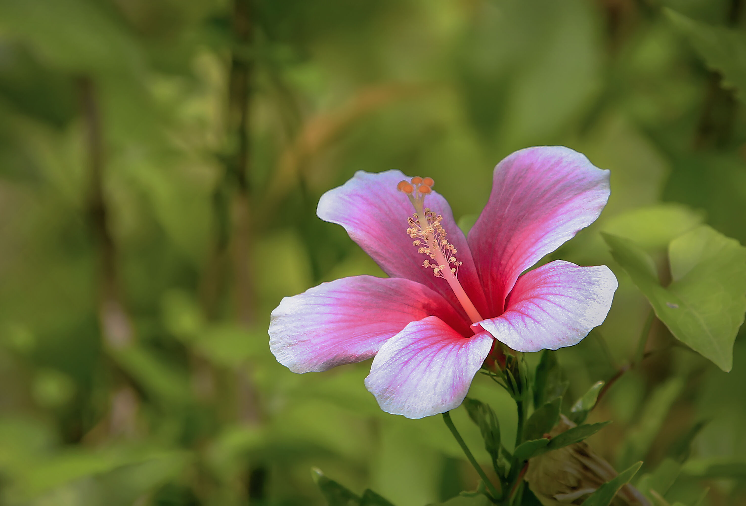 Flowering potted plants Koppert US