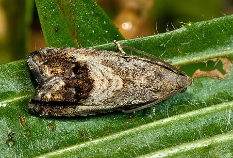Chestnut fruit moth