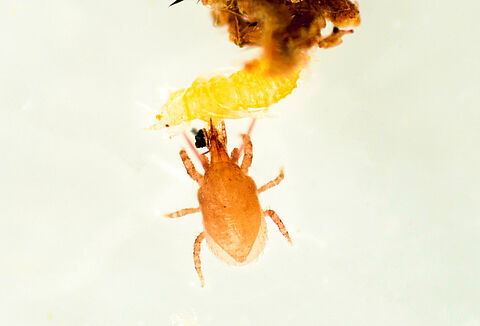 Sized for Success: Introducing the 125k Entomite-M for Cost-Efficient IPM!