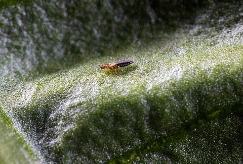 Thrips parvispinus: The Tiny Pest Growers Can't Afford to Ignore