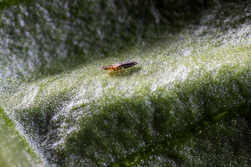 Close-up of Thrips parvispinus