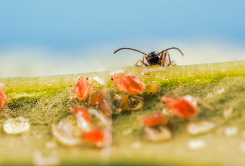 From Grower To Biological Pest Control Expert