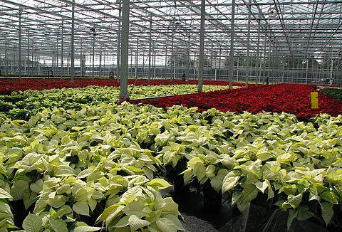Poinsettia Cultivation Has To Apply IPM