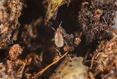 Stratiolaelaps scimitus (Hypoaspis miles)