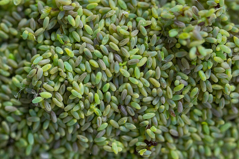 Chrysopa-E_eggs.jpg