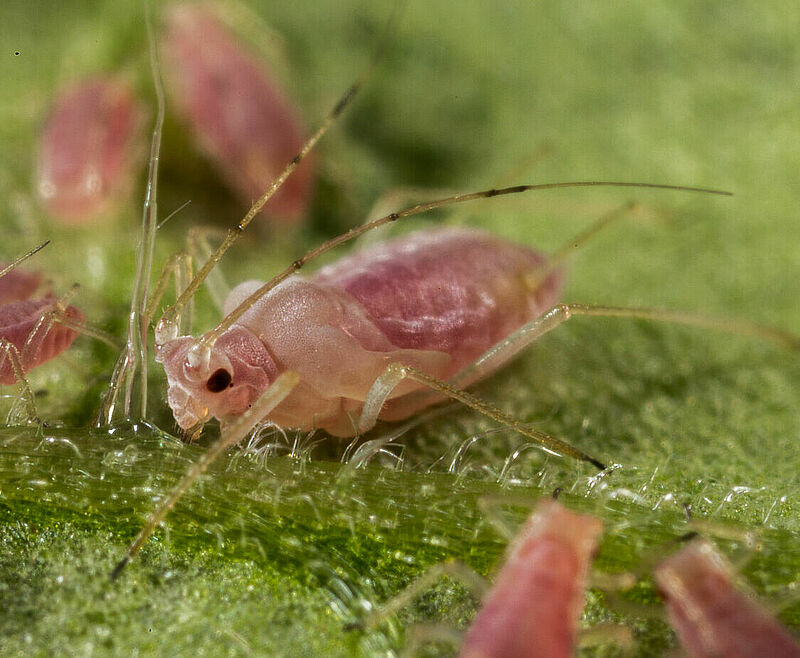 Potato aphid Macrosiphum euphorbiae