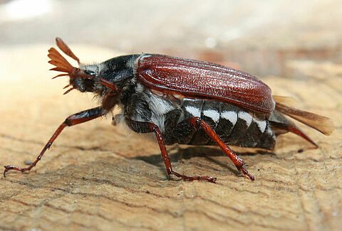Common cockchafer