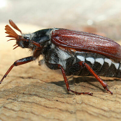 White grub cockchafer Melolontha melolontha Adult