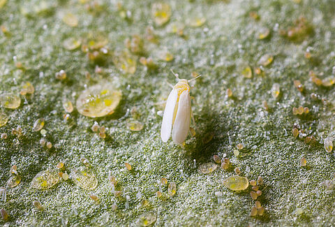 Whitefly – small pest, big problem