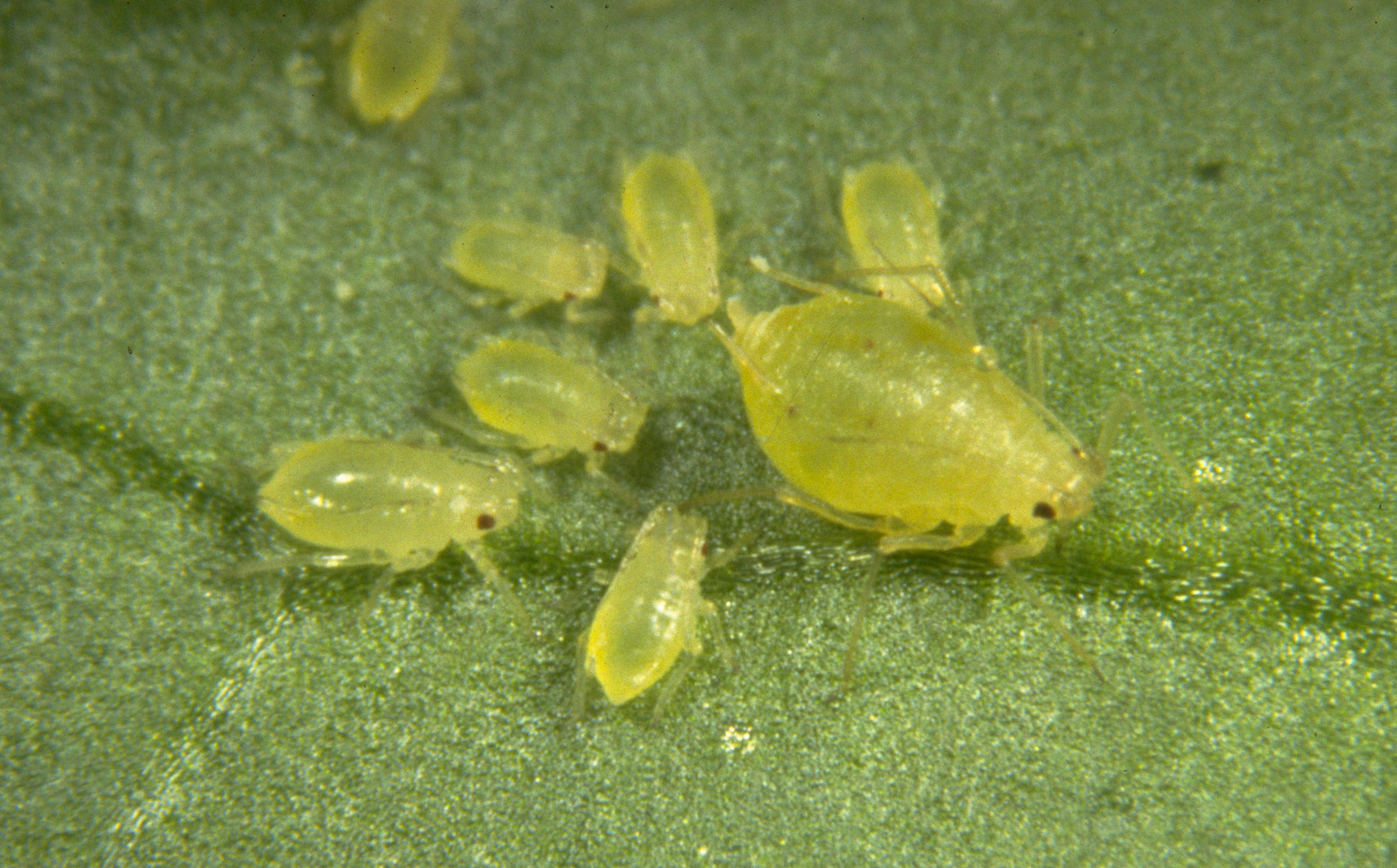 Green peach aphids Myzus persicae on leaf