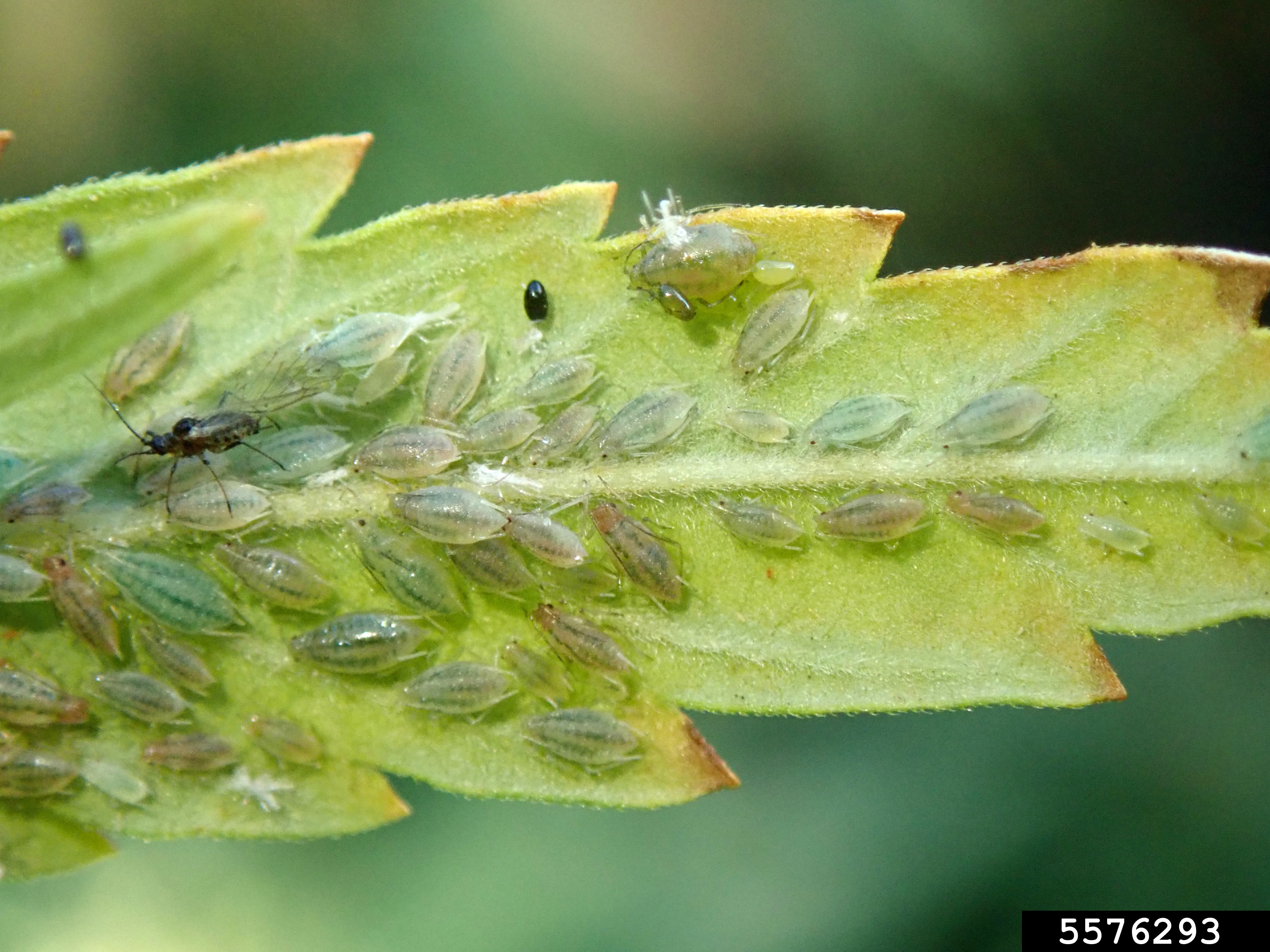Cannabis Aphid Phorodon cannabis