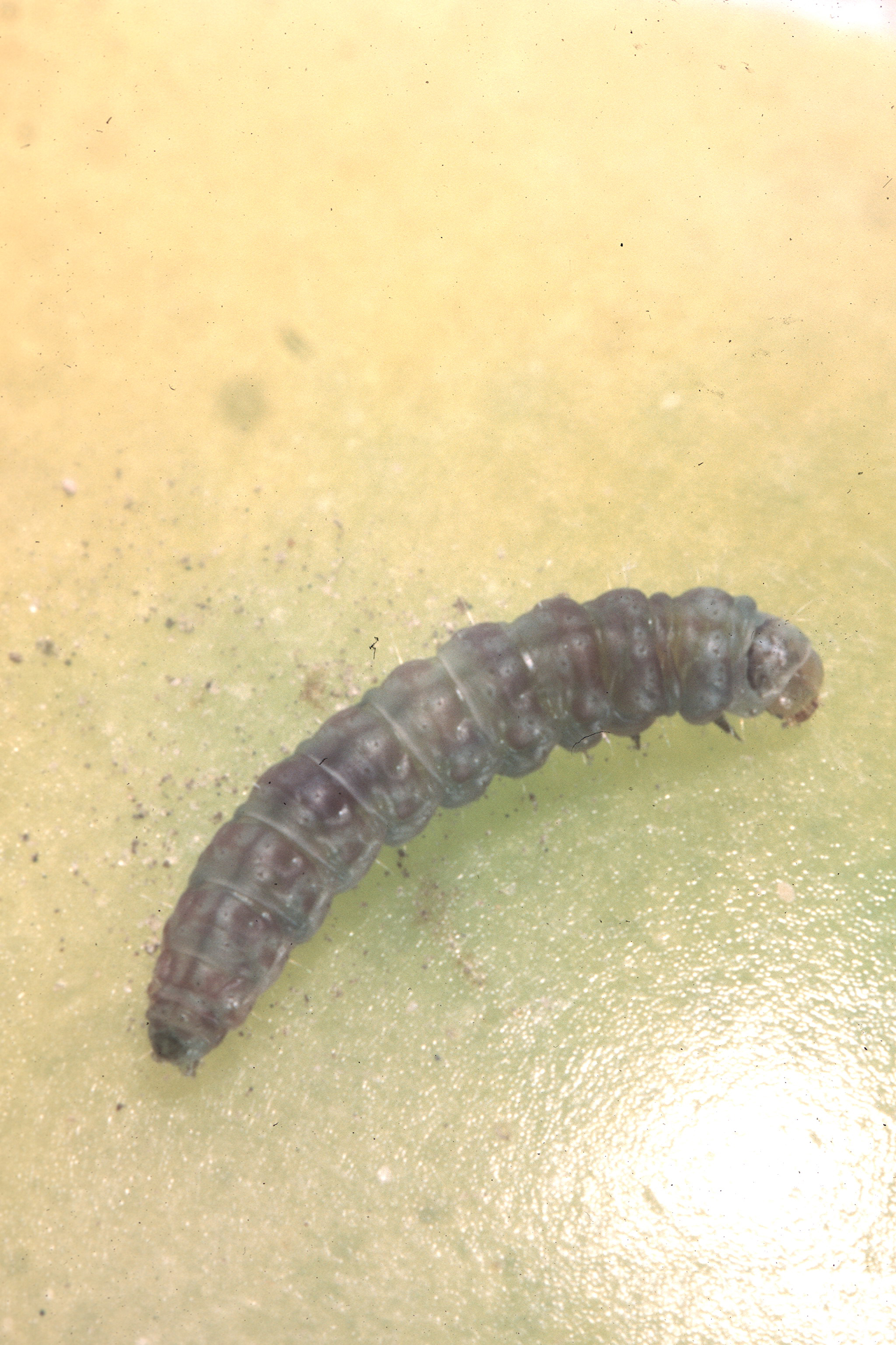 Larva of Tomato pinworm Keiferia lycopersicella